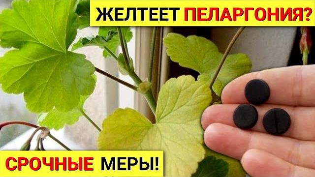 ЖЕЛТЕЮТ И СОХНУТ листья ГЕРАНИ. Вот что нужно СДЕЛАТЬ, чтобы листья ПЕЛАРГОНИИ стали ЗЕЛЕНЫЕ. ЖЕЛТЕЮТ И СОХНУТ листья ГЕРАНИ. Вот что нужно СДЕЛАТЬ, чтобы листья ПЕЛАРГОНИИ стали ЗЕЛЕНЫЕ.