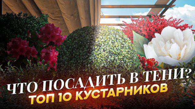 10 самых неприхотливых кустарников для тени 10 самых неприхотливых кустарников для тени