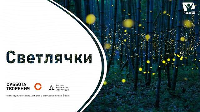 Фантастические светлячки. ПОЧЕМУ СВЕТЛЯЧКИ СВЕТЯТСЯ ? | Чудо жизни на Земле! Незабываемое зрелище! Фантастические светлячки. ПОЧЕМУ СВЕТЛЯЧКИ СВЕТЯТСЯ ? | Чудо жизни на Земле! Незабываемое зрелище!