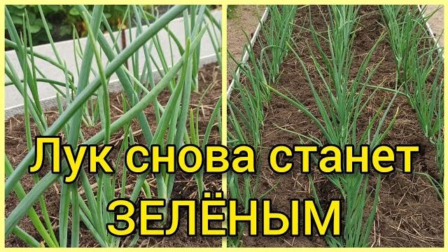 Желтеет перо лука? Что делать? Желтеет перо лука? Что делать?