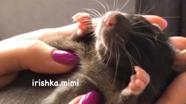 Как выбрать ручную крыску ютубу хана - жду на вк ️ Как выбрать ручную крыску ютубу хана - жду на вк ️