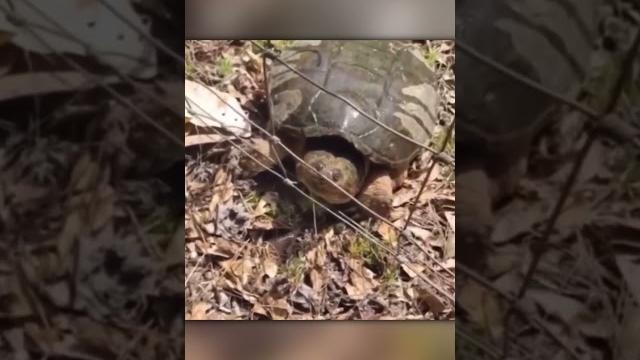 Нападение Бешеной Черепахи Нападение Бешеной Черепахи