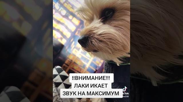 Лаки икает Лаки икает