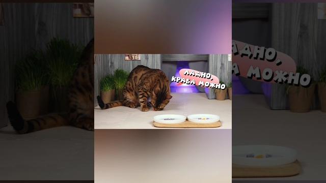 Краба можно! #кусьшоу #вкусняшки #котики #cat Краба можно! #кусьшоу #вкусняшки #котики #cat