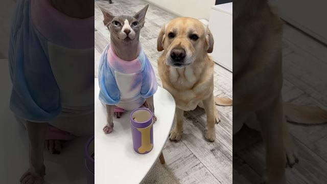 А вы бы кому отдали? А вы бы кому отдали?