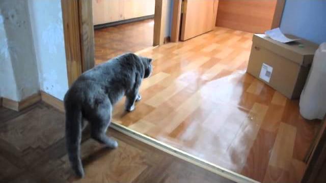 Пьяный в хлам кот! Пьяный в хлам кот!