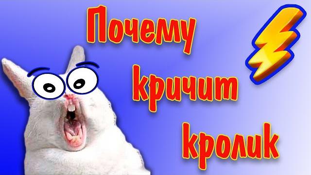 Почему кричит кролик? Звук орущего кролика Почему кричит кролик? Звук орущего кролика