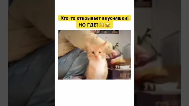 Подскажите пожалуйста#кот #коты #котик #котики #кошка #кошки #прикол #приколы #юмор #лучшее #смех Подскажите пожалуйста#кот #коты #котик #котики #кошка #кошки #прикол #приколы #юмор #лучшее #смех