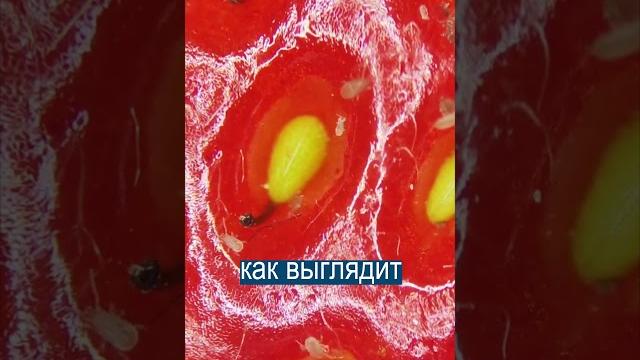 Никогда не смотрите на клубнику под микроскопом Никогда не смотрите на клубнику под микроскопом