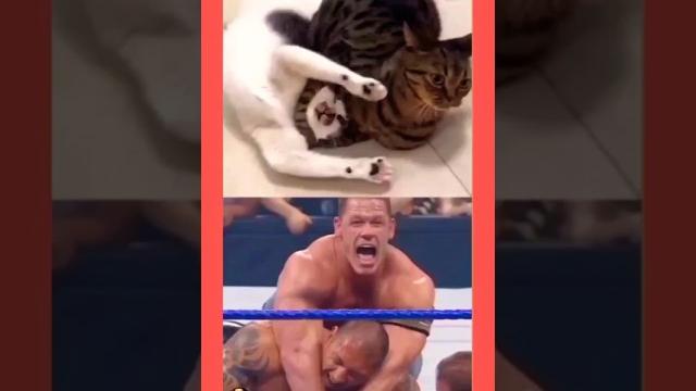 Wrestling funny moments of wwe in cat's fighting #wwe Wrestling funny moments of wwe in cat's fighting #wwe