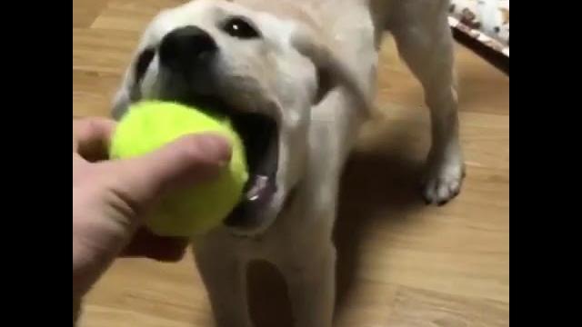 Веселые лабрадоры: видео приколы Веселые лабрадоры: видео приколы