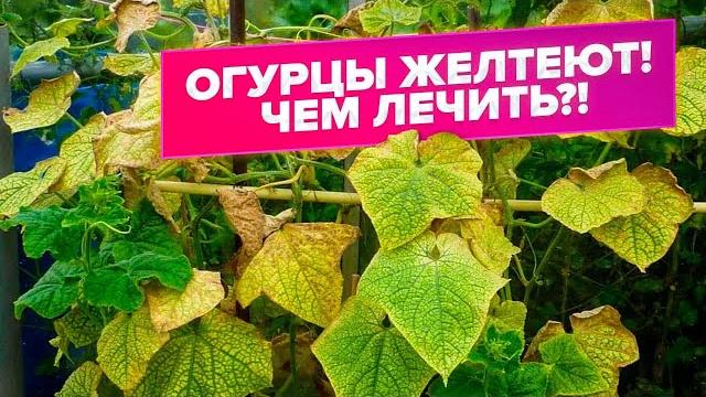 ЖЕЛТЫЕ ЛИСТЬЯ НА ОГУРЦАХ. БОЛЕЗНИ ОГУРЦОВ. ДИАГНОСТИКА. ЛЕЧЕНИЕ ЖЕЛТЫЕ ЛИСТЬЯ НА ОГУРЦАХ. БОЛЕЗНИ ОГУРЦОВ. ДИАГНОСТИКА. ЛЕЧЕНИЕ