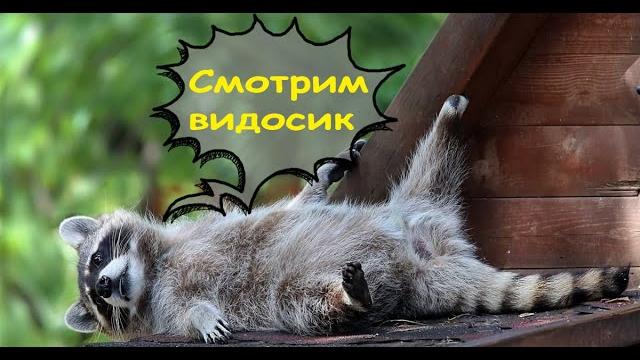 Еноты. Смешные видео. Лучшие приколы с енотами Еноты. Смешные видео. Лучшие приколы с енотами