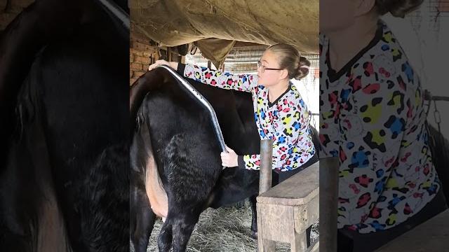 ставим антибрык корове - полная версия #антибрык #ферма #лпх #корова #лайф #cow #farming #деревня ставим антибрык корове - полная версия #антибрык #ферма #лпх #корова #лайф #cow #farming #деревня