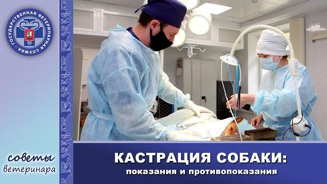 Кастрация собаки | Плюсы и минусы Кастрация собаки | Плюсы и минусы