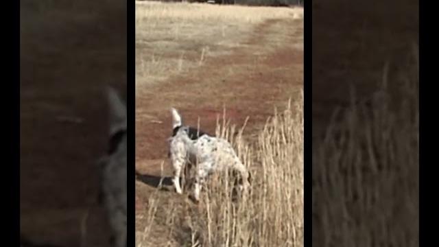 Bird Dog Quail Hunt with English Setter #shorts Bird Dog Quail Hunt with English Setter #shorts