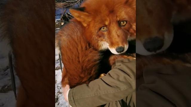 Жена поймала лису Жена поймала лису