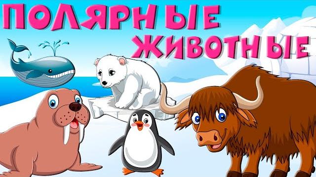 Арктика для детей. Животные Севера - учим животных. Арктика для детей. Животные Севера - учим животных.