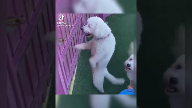 Собака танцует Собака танцует