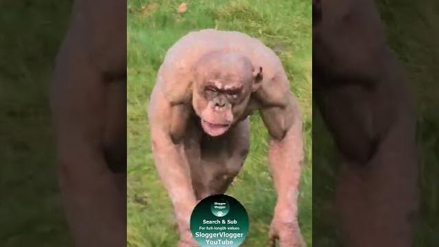 Джамбо, обезьяна без шерсти #shorts #безшерстнойобезьяна Джамбо, обезьяна без шерсти #shorts #безшерстнойобезьяна