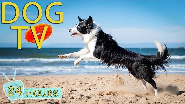 DOG TV: Video Entertain Keep Your Dogs Relax & Happy Home Alone - Best Anti-Anxiety Music for Dogs DOG TV: Video Entertain Keep Your Dogs Relax & Happy Home Alone - Best Anti-Anxiety Music for Dogs