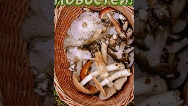 Утра! Доброго! Настроения! Отличного! Утра! Доброго! Настроения! Отличного!