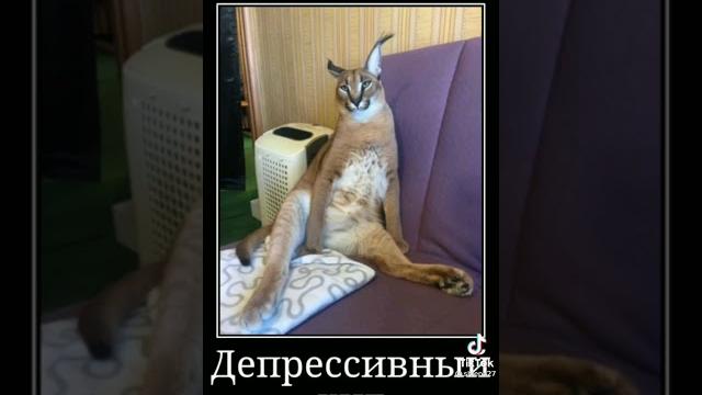 песня про шлёпу песня про шлёпу