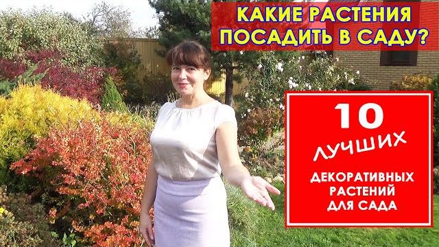 Какие декоративные растения посадить в саду? 10 лучших многолетних растений для сада. МОЙ ОПЫТ. Какие декоративные растения посадить в саду? 10 лучших многолетних растений для сада. МОЙ ОПЫТ.
