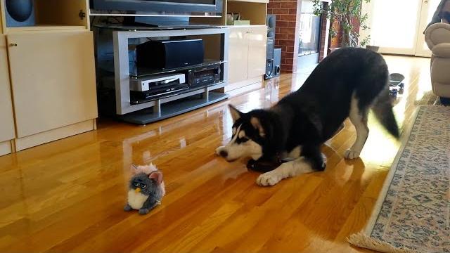 FUNNIEST Huskies | 15 Minutes Best Videos FUNNIEST Huskies | 15 Minutes Best Videos