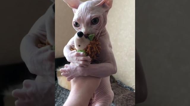 Канадский сфинкс. Приколы с котиками из Тик Тока. Смешно до слёз. Забавные животные. Питомцы. Кот Канадский сфинкс. Приколы с котиками из Тик Тока. Смешно до слёз. Забавные животные. Питомцы. Кот