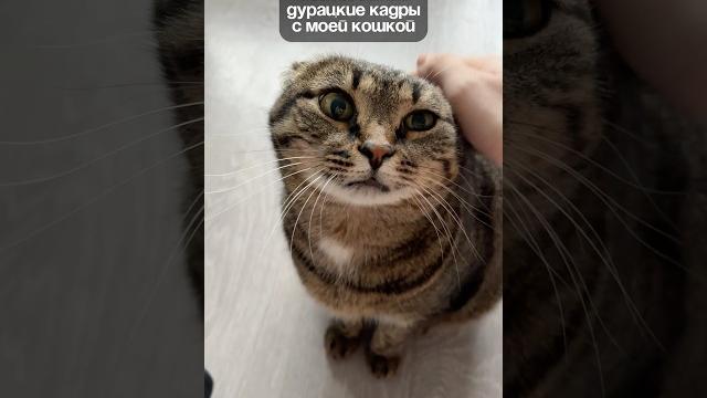 такая смешная #смешноевидео #веселыекоты #cat #прикольныекоты #кот #котики #кошка #милота такая смешная #смешноевидео #веселыекоты #cat #прикольныекоты #кот #котики #кошка #милота