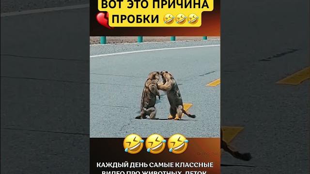 Держите дистанцию#животные #смешное #смешные #смешноевидео #смешныевидео #дтп #лучшее #пробка #топ Держите дистанцию#животные #смешное #смешные #смешноевидео #смешныевидео #дтп #лучшее #пробка #топ