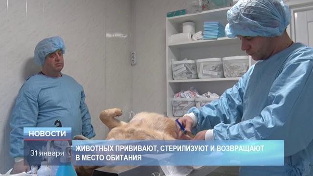 Чипирование собак Чипирование собак