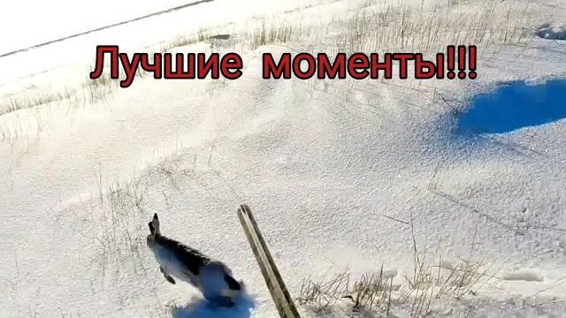 охота на зайца "лучшие моменты 2021-2022 г. часть-2." охота на зайца "лучшие моменты 2021-2022 г. часть-2."