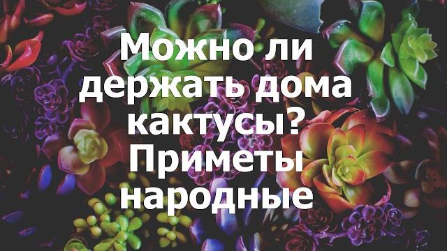 Можно ли держать дома кактусы? Приметы народные Можно ли держать дома кактусы? Приметы народные