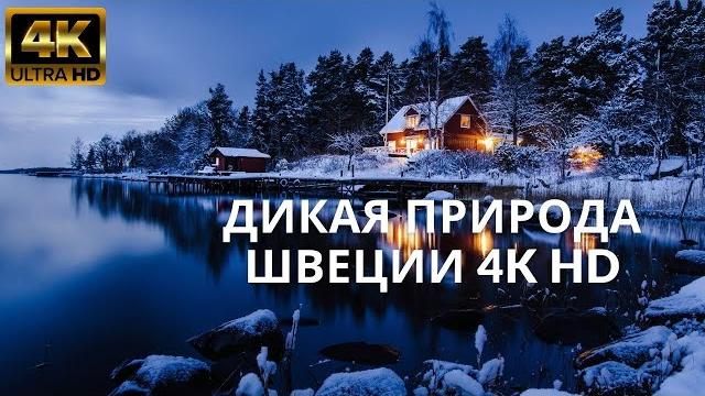 Дикая природа Швеции 4k HD Дикая природа Швеции 4k HD