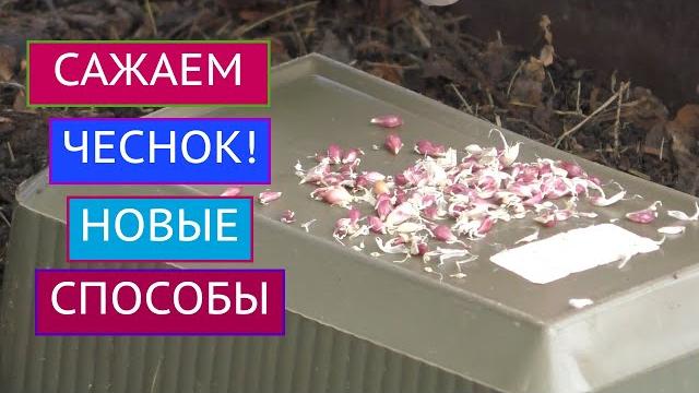 САЖАЕМ ЧЕСНОК БУЛЬБОЧКАМИ И ДРУГИМИ СПОСОБАМИ! САЖАЕМ ЧЕСНОК БУЛЬБОЧКАМИ И ДРУГИМИ СПОСОБАМИ!