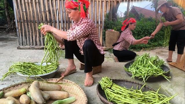 Single mother picks vegetables in the garden to sell and then saves the money to buy back the land Single mother picks vegetables in the garden to sell and then saves the money to buy back the land