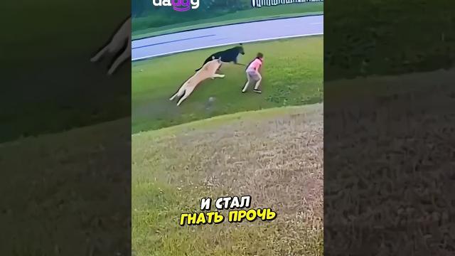 Немецкая овчарка спасла ребенка от бешеной дворняги... Немецкая овчарка спасла ребенка от бешеной дворняги...