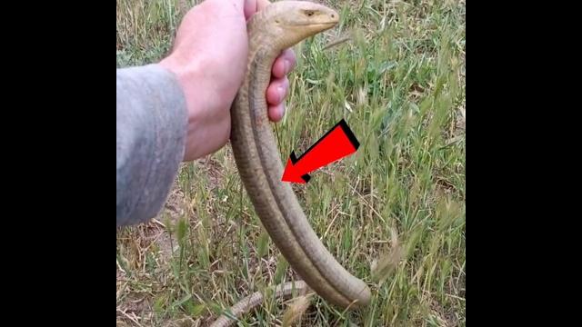 Animals Unbelievable Videos । Animals Unbelievable Videos ।