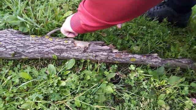 Грибы в Горном Алтае Грибы в Горном Алтае
