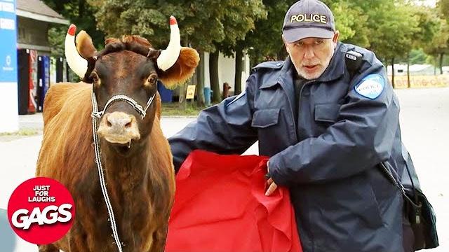 He Have No Fear | Just For Laughs Gags He Have No Fear | Just For Laughs Gags