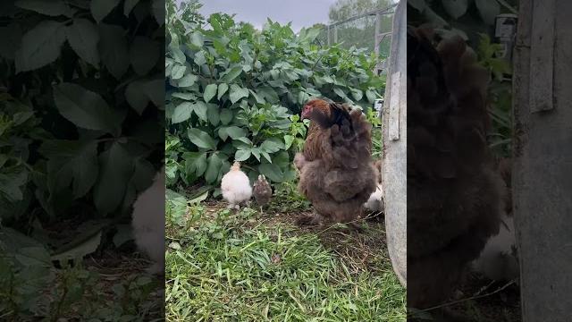 Курочка с цыплятами гуляют #love #nature #reels #video #chicken #animals #silky #бентамки #summer Курочка с цыплятами гуляют #love #nature #reels #video #chicken #animals #silky #бентамки #summer