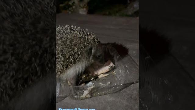 А вы знали что ёжик кушает рыбку? А вы знали что ёжик кушает рыбку?