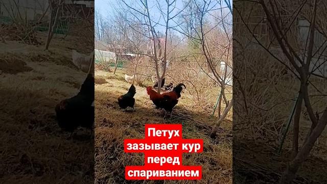 петух зазывает кур перед спариванием петух зазывает кур перед спариванием
