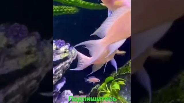 Рыбки в аквариуме Рыбки в аквариуме