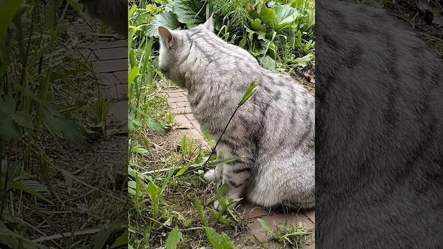 Хотел оставить хорошее впечатление #cat #юмор #кот #прикольныекоты #котики #котики #прикол #кошка Хотел оставить хорошее впечатление #cat #юмор #кот #прикольныекоты #котики #котики #прикол #кошка
