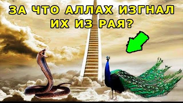 ПОЧЕМУ АЛЛАХ ИЗГНАЛ ИЗ РАЯ ЗМЕЮ И ПАВЛИНА? ПОЧЕМУ АЛЛАХ ИЗГНАЛ ИЗ РАЯ ЗМЕЮ И ПАВЛИНА?