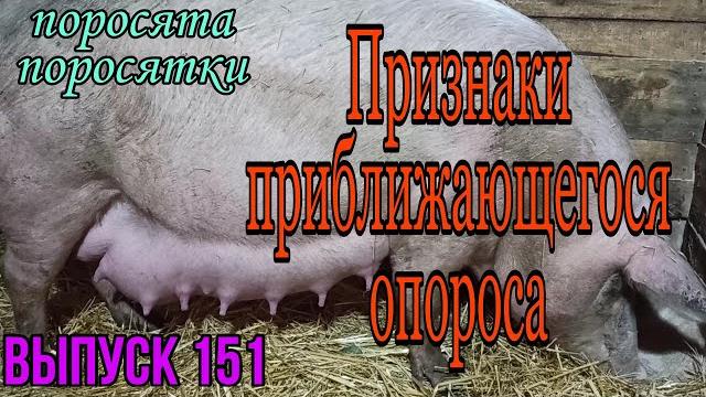 Признаки скорого опороса/Как не прозевать опорос свиноматки/На что обращать внимание перед опоросом/ Признаки скорого опороса/Как не прозевать опорос свиноматки/На что обращать внимание перед опоросом/