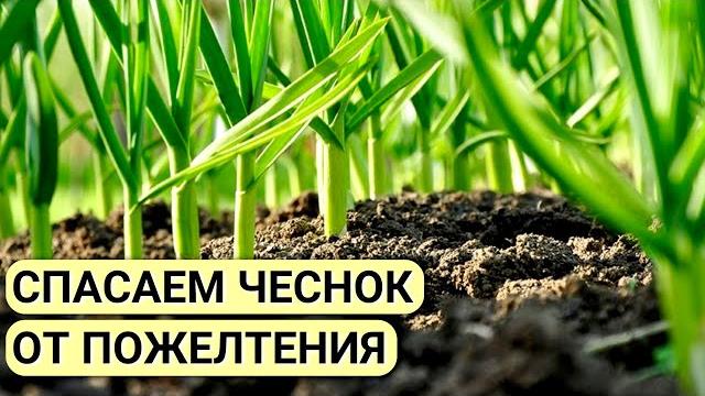 Желтеет ЧЕСНОК? Одна простая ПОДКОРМКА для чеснока и он станет зелёным. Чем подкормить чеснок весной Желтеет ЧЕСНОК? Одна простая ПОДКОРМКА для чеснока и он станет зелёным. Чем подкормить чеснок весной